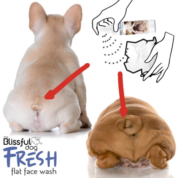 Fresh Flat Face Wash | Flat & Wrinkle Dog Faces - Image 9